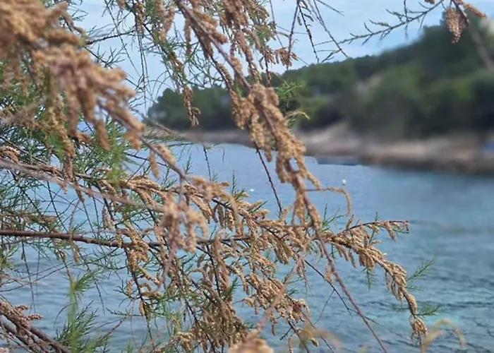 Séjour chez l'habitant Fortunal Blato (Korcula)